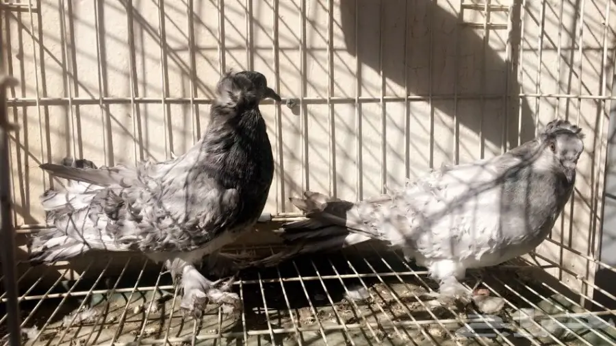 طبة مفتل اوبل سيامي ((مميزة)) (image 1)