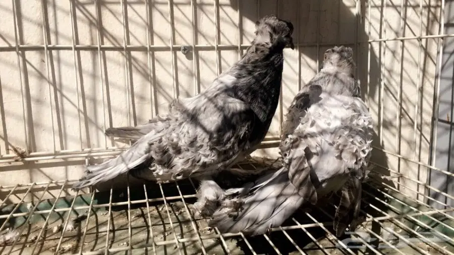 طبة مفتل اوبل سيامي ((مميزة)) (image 2)