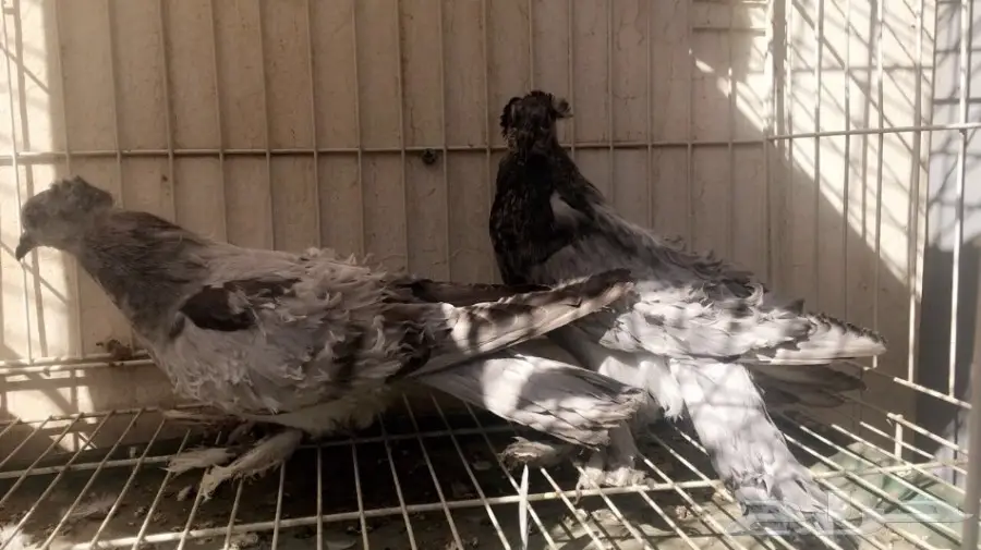 طبة مفتل اوبل سيامي ((مميزة)) (image 3)