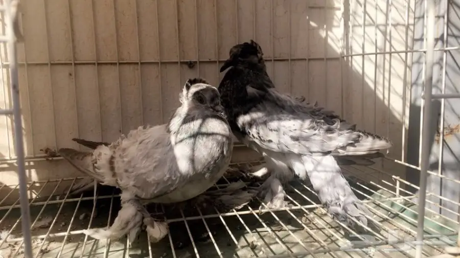 طبة مفتل اوبل سيامي ((مميزة)) (image 4)