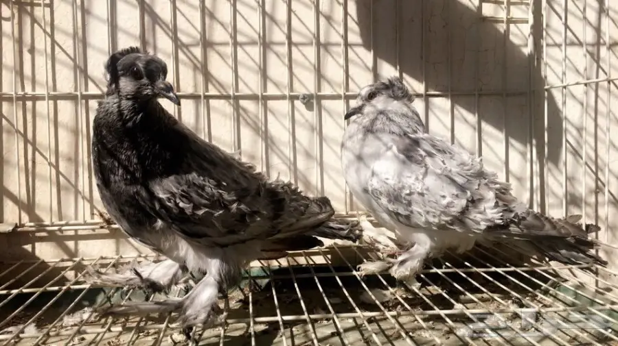 طبة مفتل اوبل سيامي ((مميزة)) (image 5)