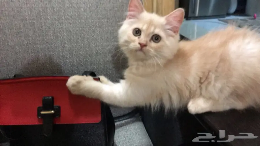 قطط للبيع  (image 1)