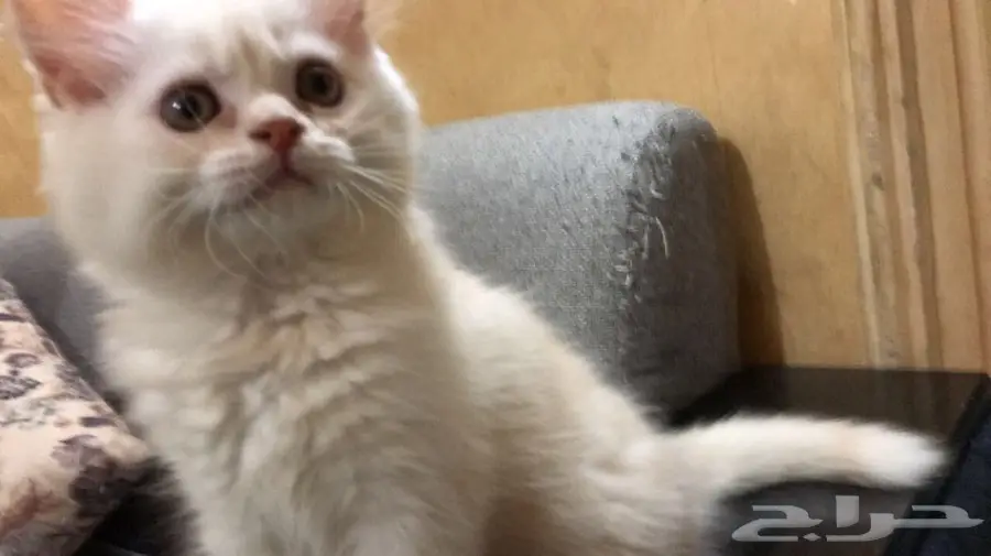 قطط للبيع  (image 3)