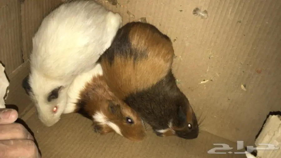 وبران بلديه  (image 1)