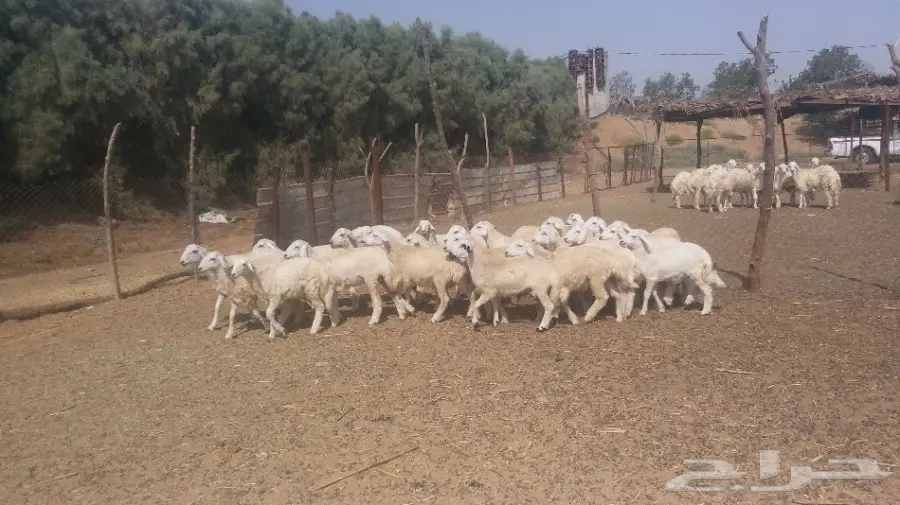 طليان حريات طيبه