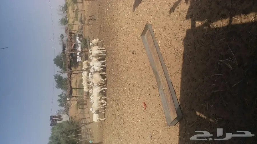 طليان حريات طيبه (image 1)