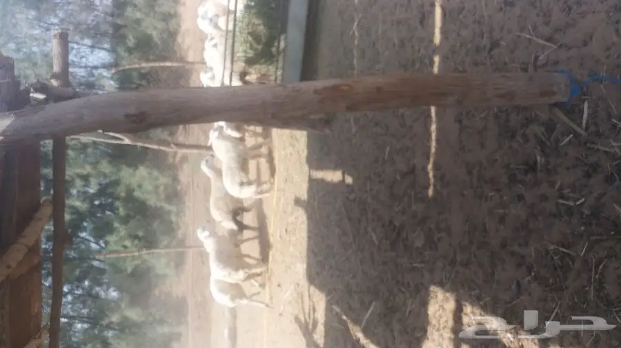 طليان حريات طيبه (image 2)