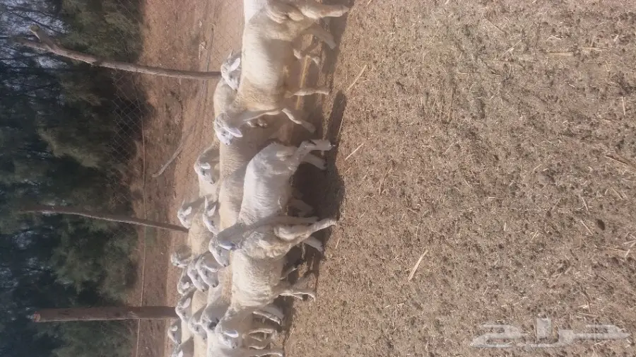 طليان حريات طيبه (image 3)