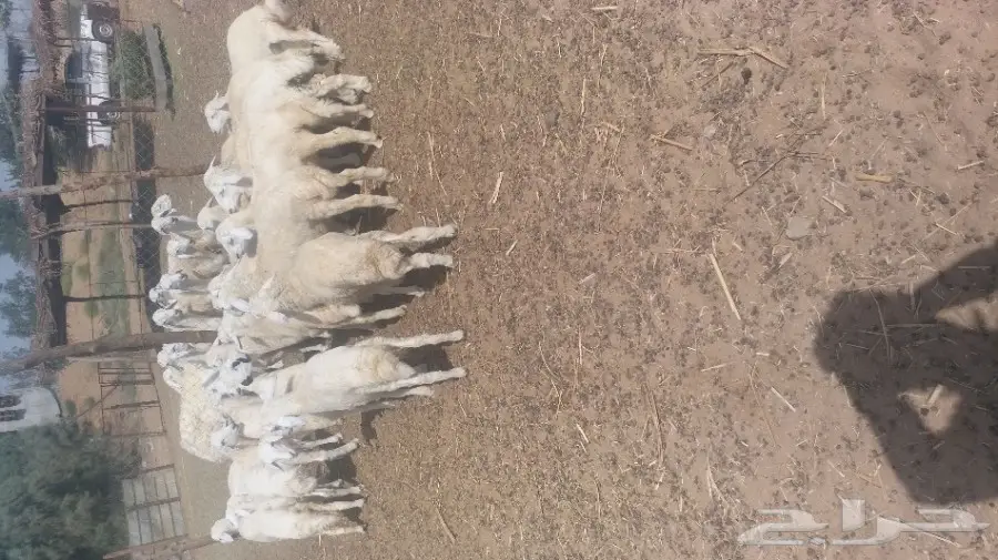 طليان حريات طيبه (image 4)