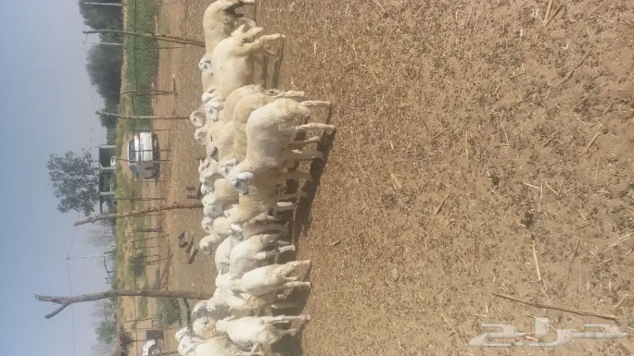 طليان حريات طيبه (image 5)