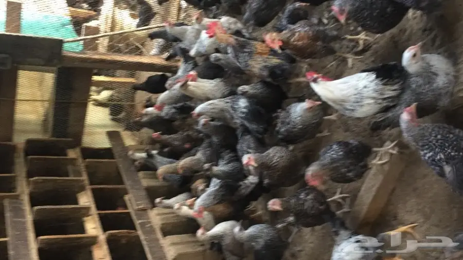 دجاج فيومي بياض للبيع  (image 2)