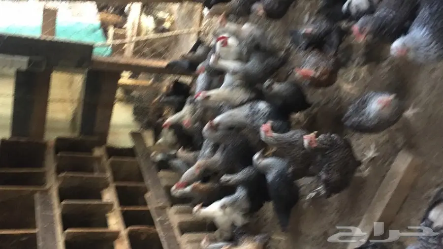 دجاج فيومي بياض للبيع  (image 3)