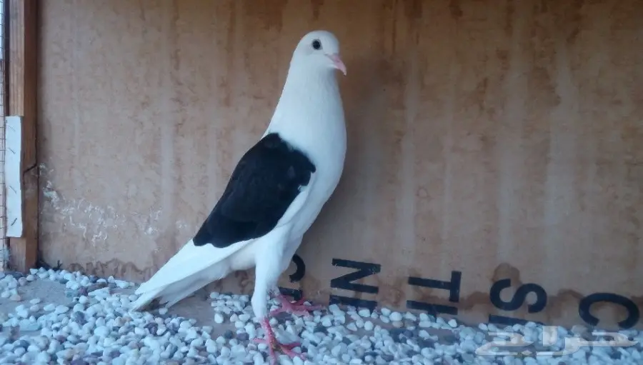 اتث نفاخ مكتف اسود. 17 (image 1)