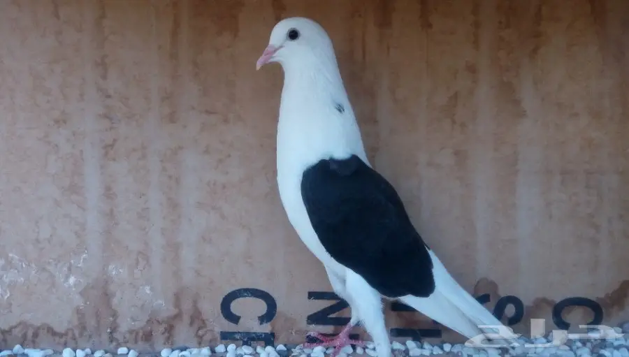 اتث نفاخ مكتف اسود. 17 (image 3)