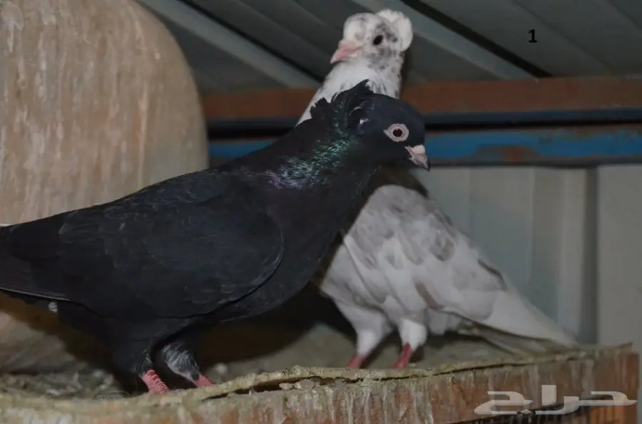 حمام قطايف (image 1)