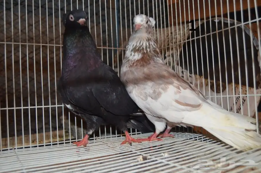 حمام قطايف (image 2)