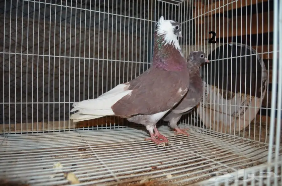 حمام قطايف (image 3)