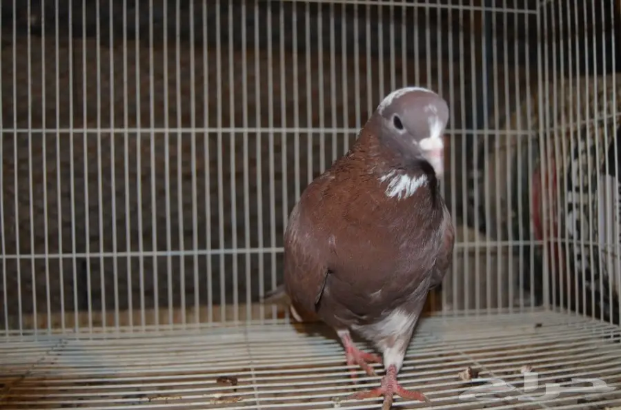 حمام قطايف (image 5)