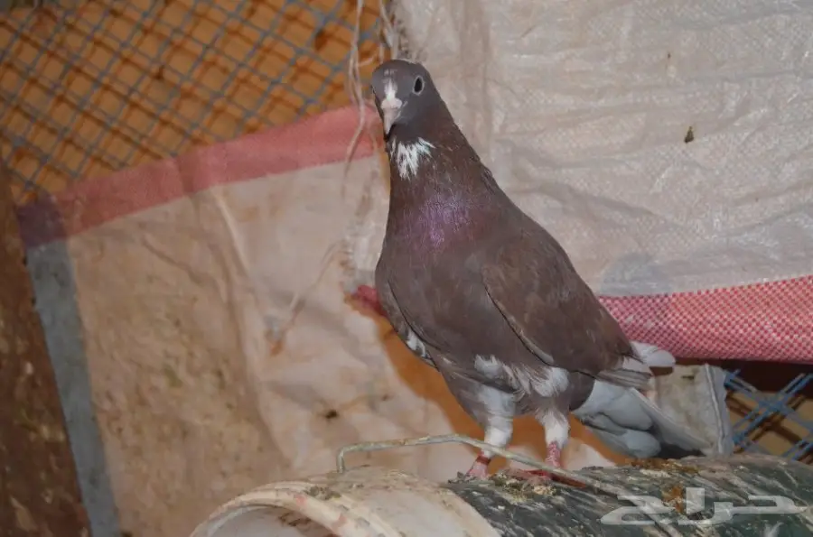 حمام قطايف (image 7)