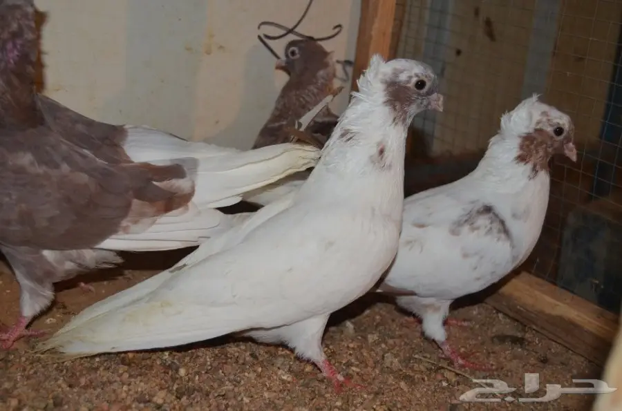 حمام قطايف (image 8)