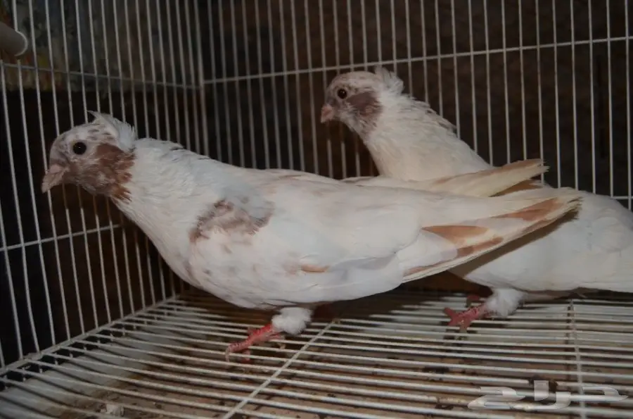 حمام قطايف (image 9)