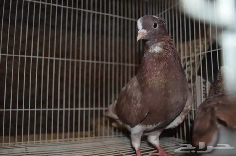 حمام قطايف (image 10)