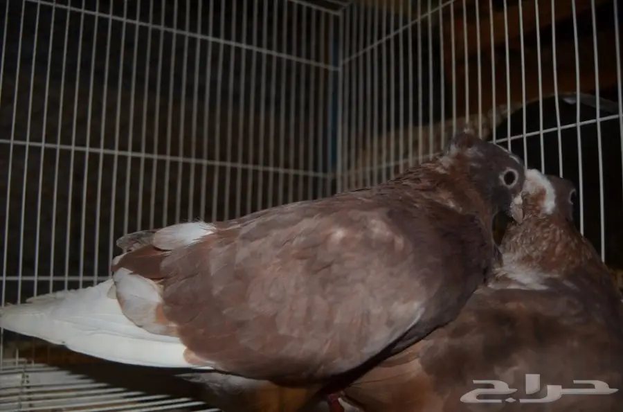 حمام قطايف (image 11)