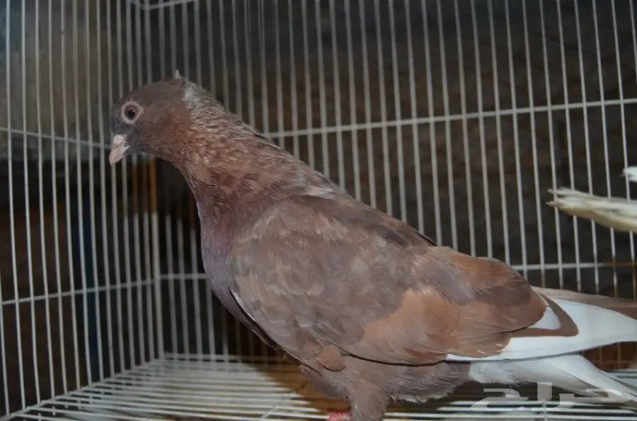 حمام قطايف (image 12)