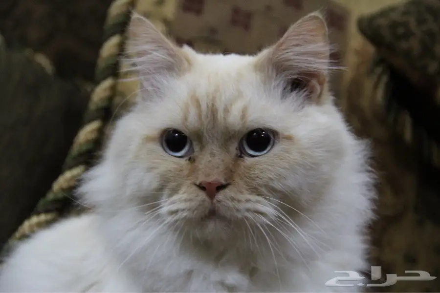 قطط رائعة للبيع - فرصة لا تُفوّت! (image 2)