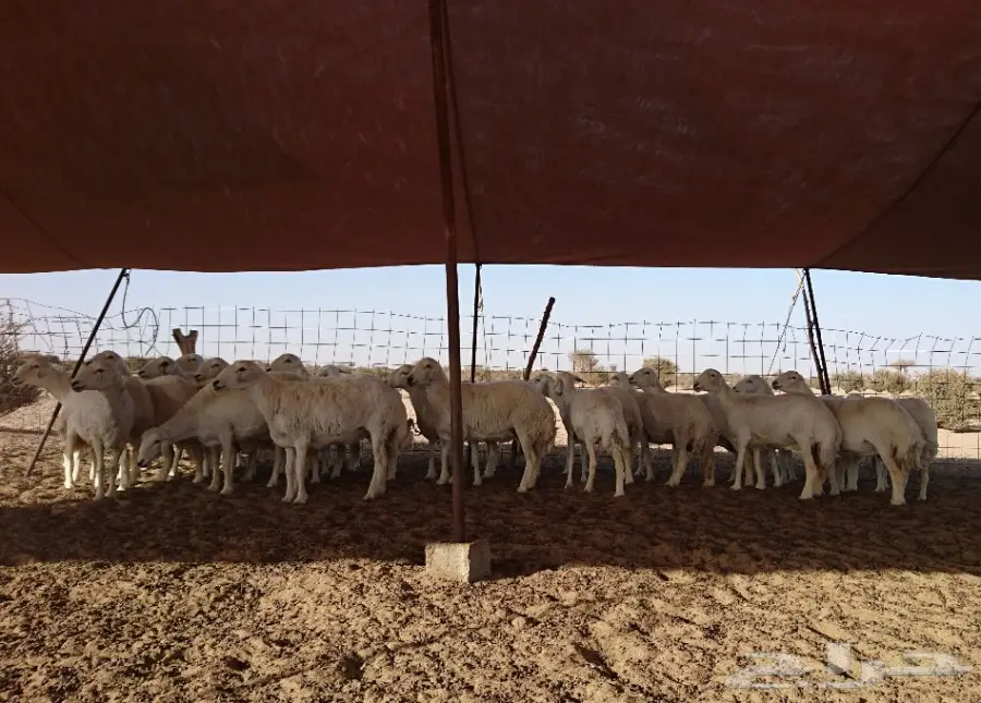 غنم مراح واحد وسم واحد درجة اولى (image 1)