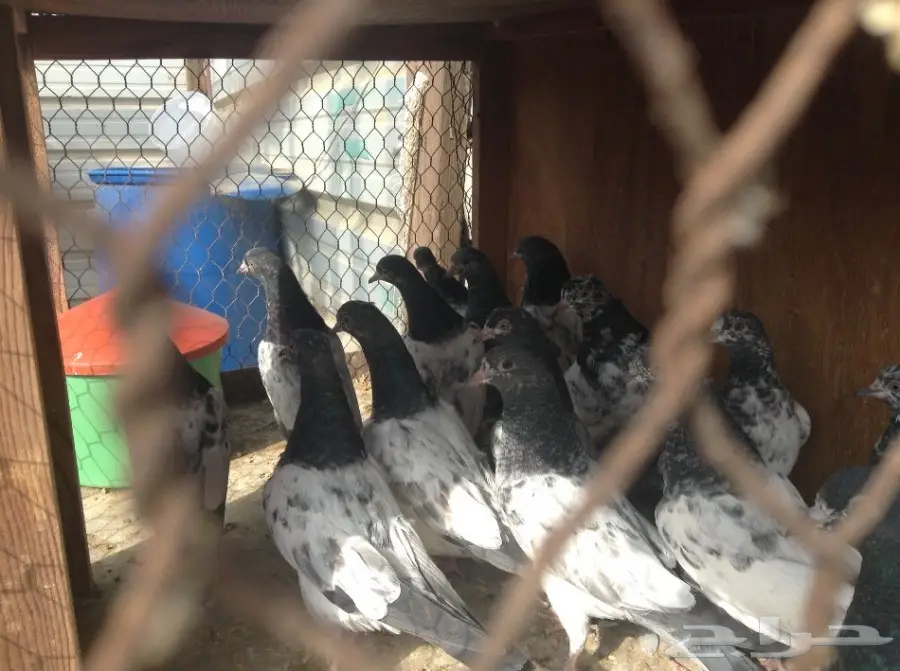 طبات تيدي - فرصة ذهبية! (image 5)