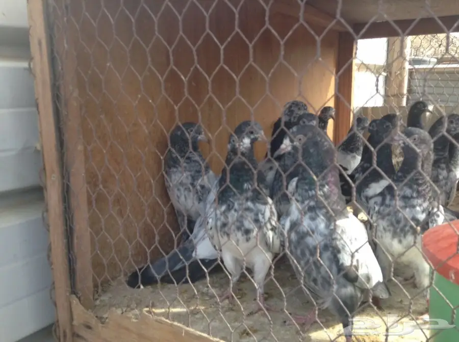 طبات تيدي - فرصة ذهبية! (image 6)