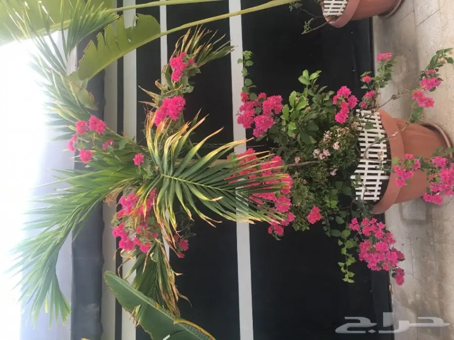 خيمه  vpc.   للبيع الحاله ممتازه  بداعي النقل