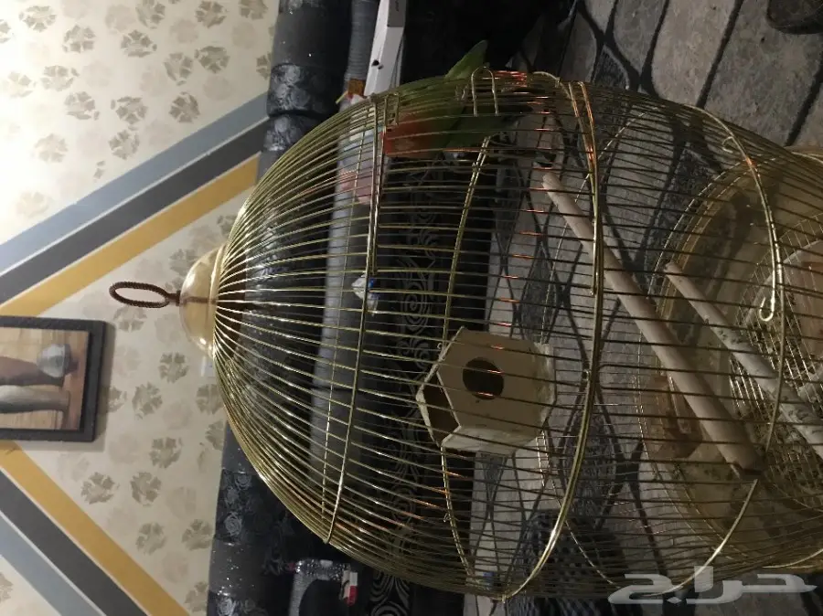 طيور الحب من نوع الغنادير للبيع بالرياض (image 5)