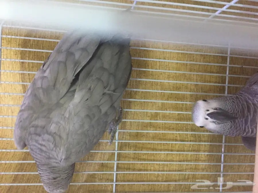 للبيع زوج كاسكو بشهاداته