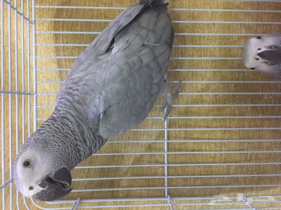 للبيع زوج كاسكو بشهاداته (image 1)