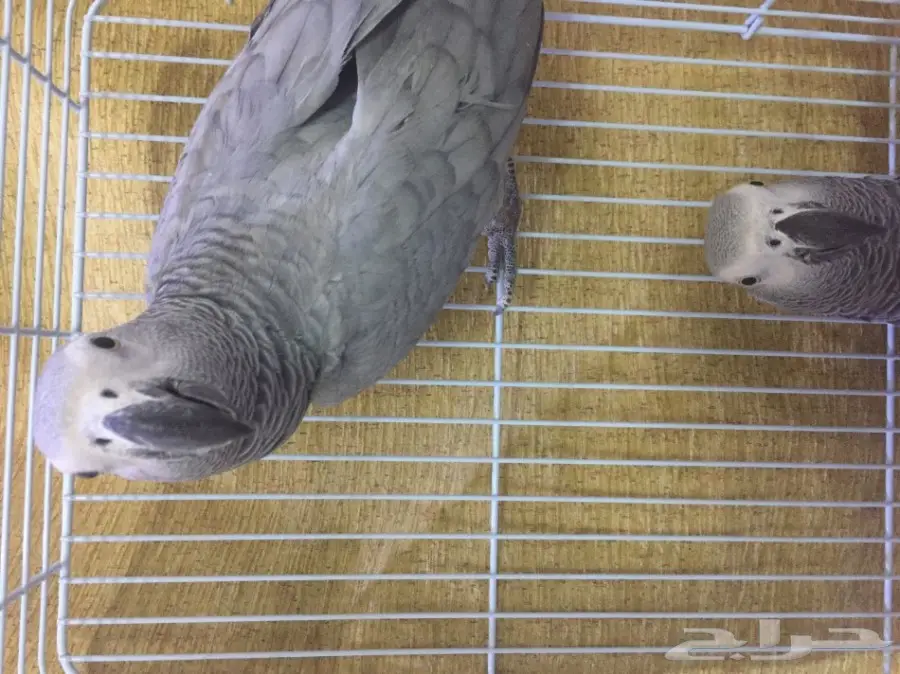 للبيع زوج كاسكو بشهاداته (image 2)