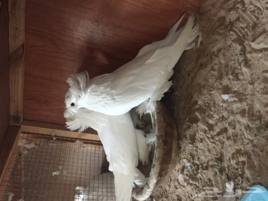 زوج بخاره ابيض 