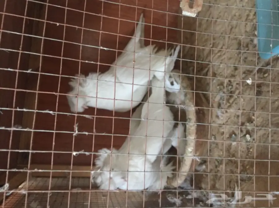 زوج بخاره ابيض  (image 1)