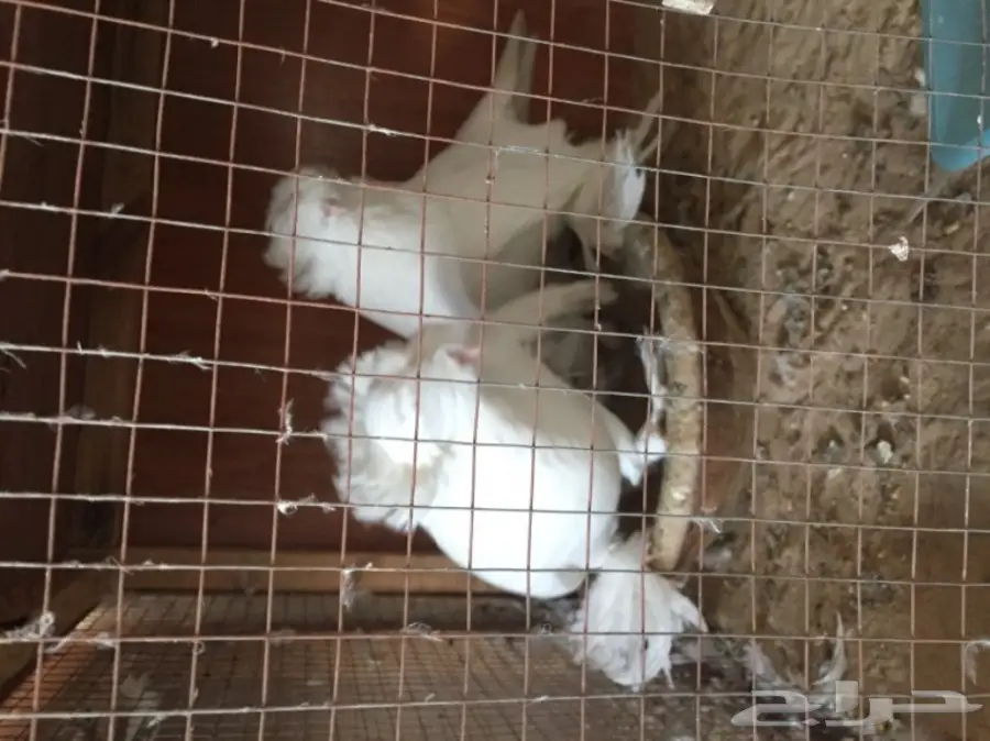 زوج بخاره ابيض  (image 2)