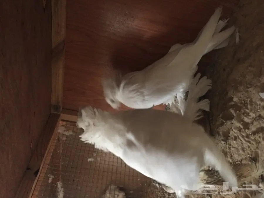 زوج بخاره ابيض  (image 3)