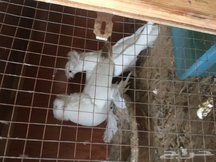 زوج بخاره ابيض  (image 4)