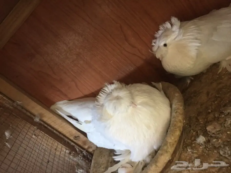 زوج بخاره ابيض  (image 5)