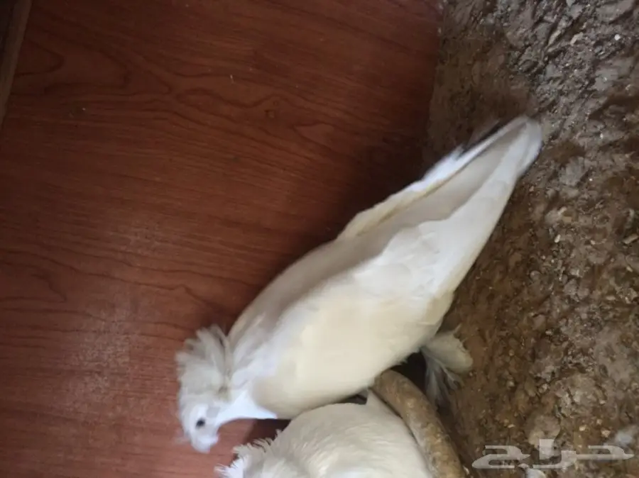 زوج بخاره ابيض  (image 6)