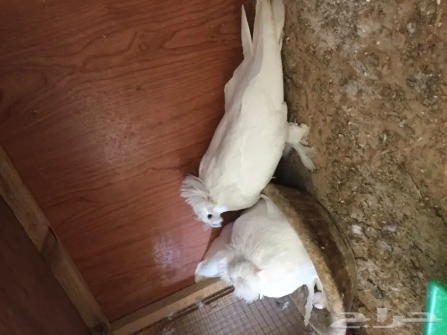 زوج بخاره ابيض  (image 7)