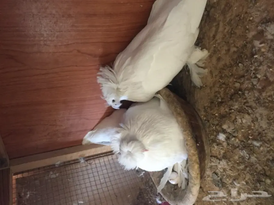 زوج بخاره ابيض  (image 8)