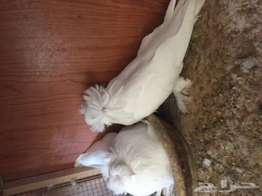 زوج بخاره ابيض  (image 9)