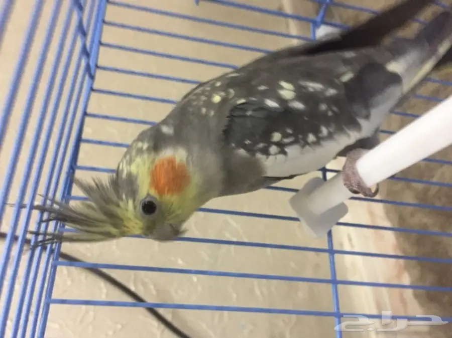 كروان للبيع (image 2)