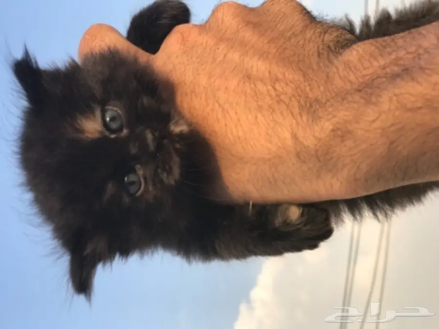 قطط للبيع  (image 1)