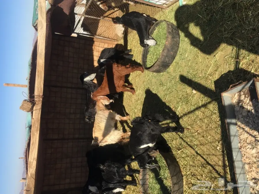 جفار للبيع (image 1)